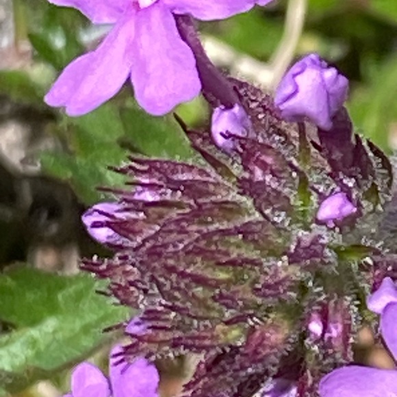 Meet your Posher, Amy - Picture 16 of 16